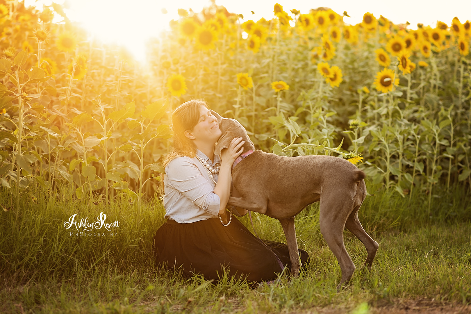 woman getting kisses from her dog in a sunflower field